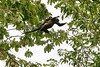 Jonathan Siegel (JSBird) > Howler monkey with baby on her back, leaping from tree on left to the right