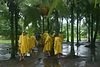 Jonathan Siegel (JSBird) > Seeing that the rain would not end, we don ponchos and slog to the village of Tortuguero (where Luiz was raised)