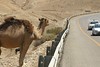Jonathan Siegel (JSBird) > The signs are needed- a bedouin's herd of camels grazed along the road