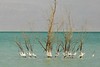 Jonathan Siegel (JSBird) > The Dead Sea is over 30% solids- more than 7 times more than the oceans. The minerals give the water an oily feel, and precipitate out as seen here. The distant shore is Jordan, not far from where Moses looked into the land that he could not enter