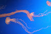 Jonathan Siegel (JSBird) > More beautiful jellies