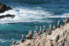 Jonathan Siegel (JSBird) > Brown pelicans, still endangered but their population is recovering