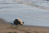 Jonathan Siegel (JSBird) > The elephant seals spent most of their day resting. The other 9 months of the year, when out to sea, they range all the way up to Alaska