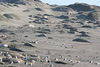 Jonathan Siegel (JSBird) > The beach looks like a graveyard for elephant seals- they are just sleeping