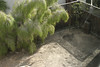 Jonathan Siegel (JSBird) > side yard