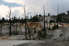 Jonathan Siegel (JSBird) > Many places showed eerie colors and dead trees, as the thermal features shift around