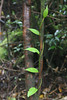 Jonathan Siegel (JSBird) > Costa Rica 6/2004 photo