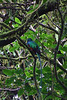Jonathan Siegel (JSBird) > Resplendent Quetzal bird, the jewel of the forest!