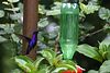 Jonathan Siegel (JSBird) > Hummingbird feeder near Monteverde