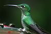 Jonathan Siegel (JSBird) > Costa Rica 6/2004 photo