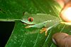 Jonathan Siegel (JSBird) > Red eyed tree frog. Luiz found this at night, in the rain, by triangulating on it's call.