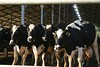 Jonathan Siegel (JSBird) > The kibbutz had dairy and agriculture, but made most of it's income on it's 150 bed hotel and a factory that makes controls for drip irrigation (which you can find in Home Depot)