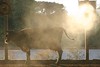 Jonathan Siegel (JSBird) > Even cows get hot