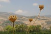 Jonathan Siegel (JSBird) > Israel 2004 photo