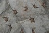 Jonathan Siegel (JSBird) > Unused, that is, except for bats and other creatures