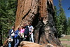 Jonathan Siegel (JSBird) > It is hard to show the size of the sequoia.