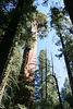 Jonathan Siegel (JSBird) > General Sherman is 2100 years old, weighs 1400 tons, and has a circumference at the base of 103 feet.