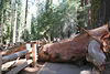 Jonathan Siegel (JSBird) > This was the largest branch on the tree- a mere 6 feet across. It fell during a storm this year.