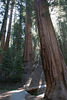 Jonathan Siegel (JSBird) > The marvelous Congress trail, starting near General Sherman, wound among hundreds of the largest living things on earth