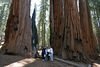 Jonathan Siegel (JSBird) > The clump of sequoias known as the Senate