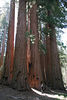 Jonathan Siegel (JSBird) > Ben stands in front of another clump of the giants