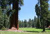 Jonathan Siegel (JSBird) > This magnificent meadow, surrounded by sequoias, once had hotels and cabins around it, which have been removed.